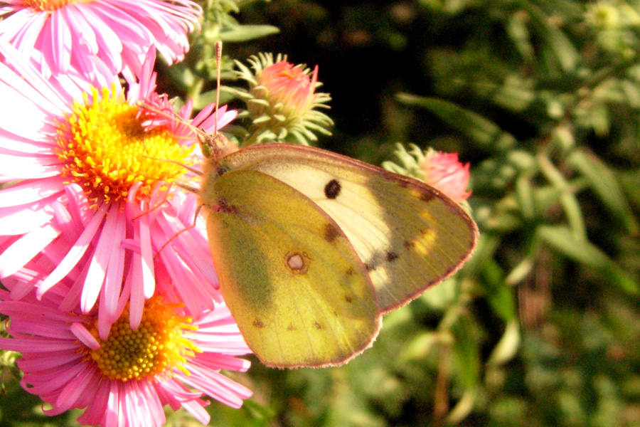 Colias alfacariensis